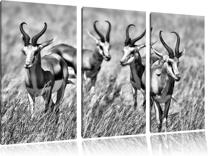 Pixxprint Tiere in Savanne, Rehe, Afrika als Leinwandbild/Grösse: 3 Teilig (120x80) cm/Wandbild/Kuns