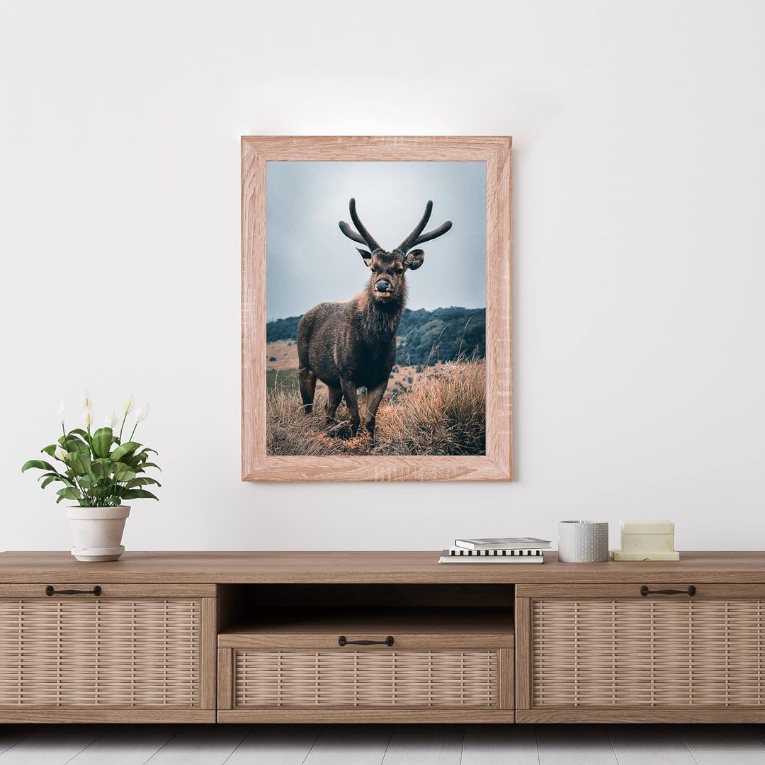 Rahmendesign24 Posterrahmen Fiona 50x70 Sonoma Eiche Fotorahmen, Wechselrahmen, Bilderrahmen, 50x70