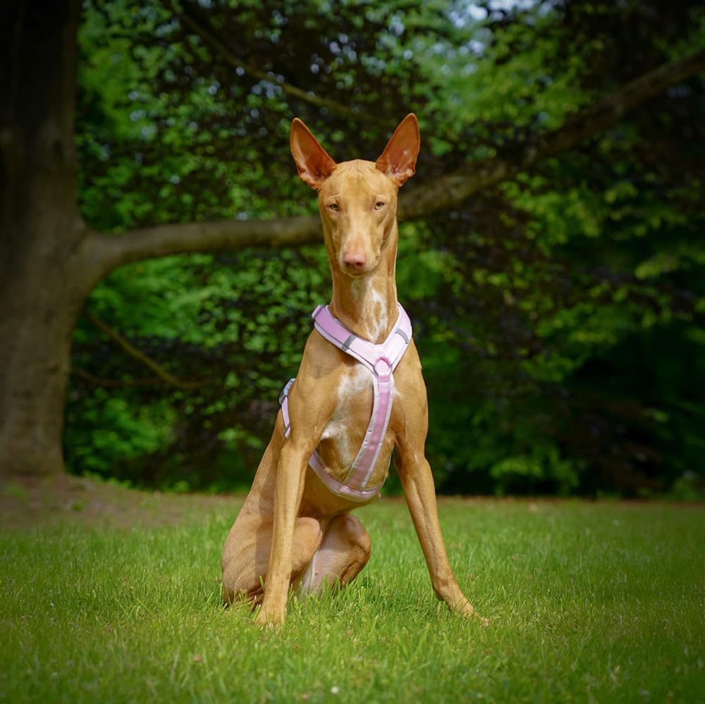 Anny-X Brustgeschirr Fun Zuckerwatte | Hundegeschirr Grösse S-Lang (Brustumfang 52-64 cm)