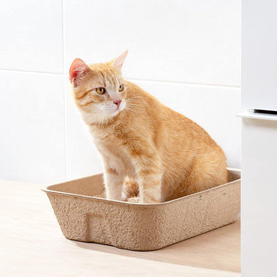 Navaris Katzentoilette Katzenklo ohne Deckel - 10x Katzen Toilette Box Schale aus Papier - offenes K