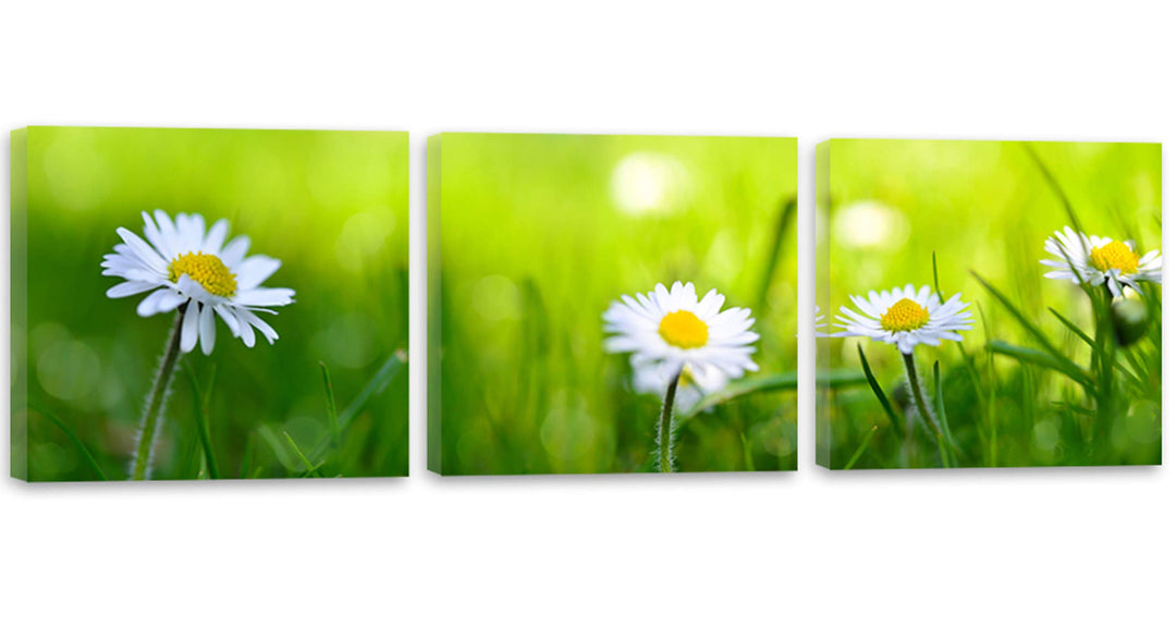 Feeby. Leinwandbild, Bilder, Wand Bild - 3 Teile - Panoramabild, Wandbilder, Kunstdruck 90x30 cm, GÄ