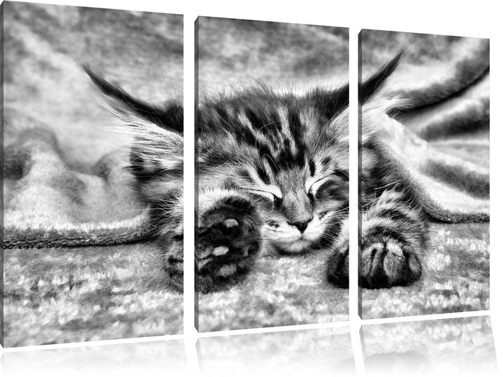 Pixxprint Baby-Katze, rote Bettdecke, als Leinwandbild/Grösse: 3 Teilig (120x80 cm) cm/Wandbild/Kuns
