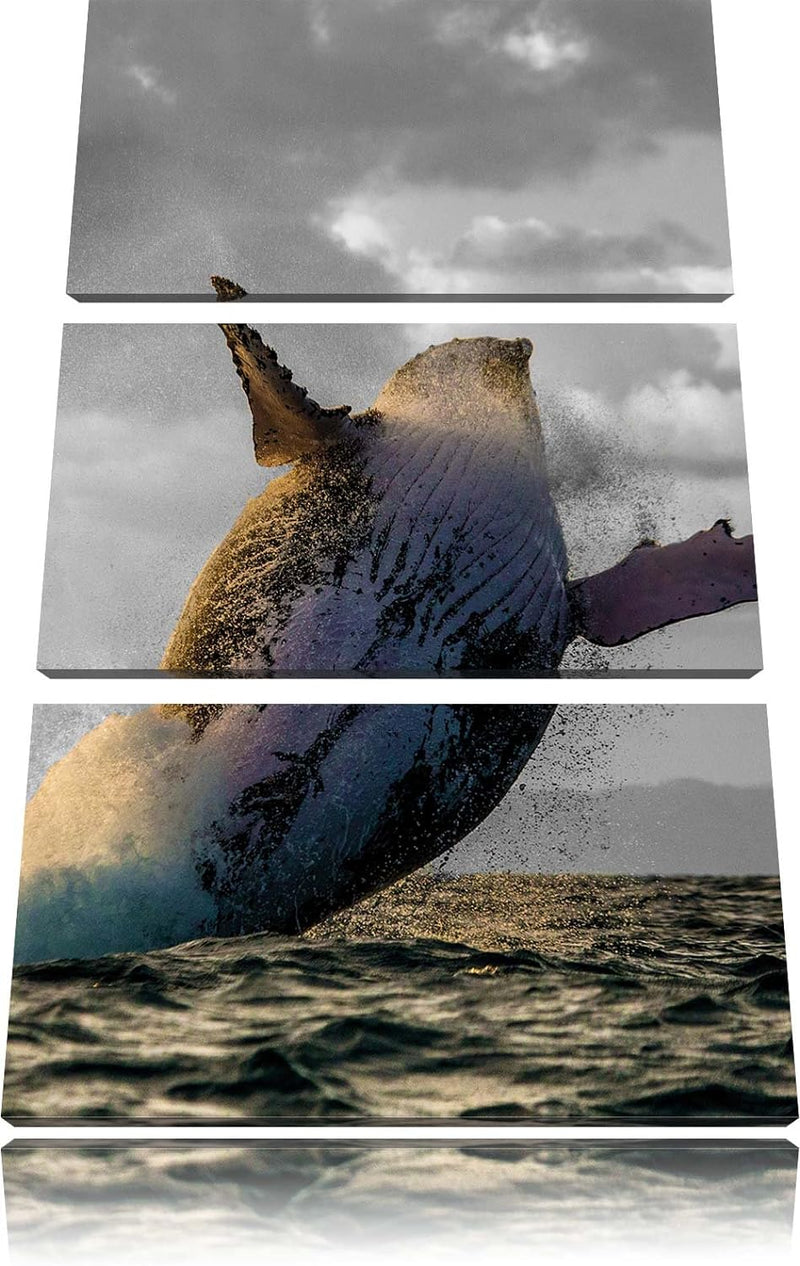 Pixxprint riesiger Buckelwal in Canada schwarz/weiss 3-Teiler Leinwandbild 120x80 Bild auf Leinwand
