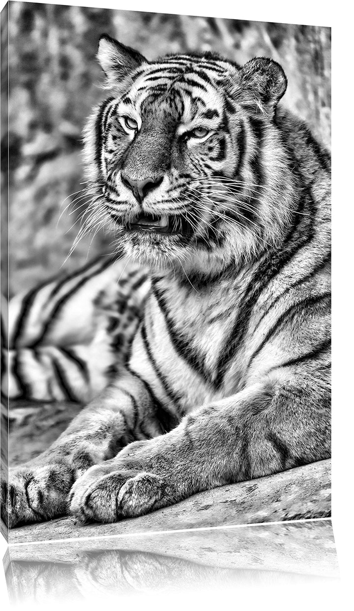 Monocrome, stolzer Tiger, Format: 100x70 auf Leinwand, XXL riesige Bilder fertig gerahmt mit Keilrah
