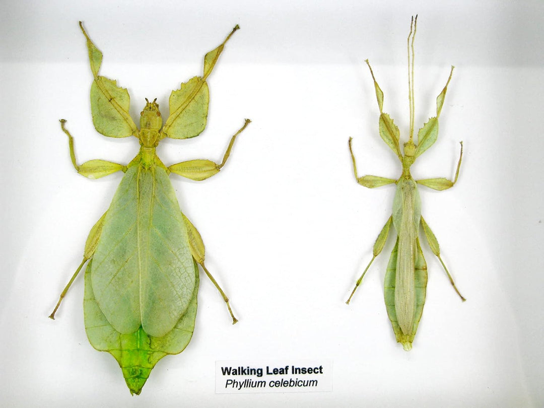 Echte präparierte und riesige Insekten, Cicaden und Krabbler im Schaukasten aus Holz hinter Glas (2