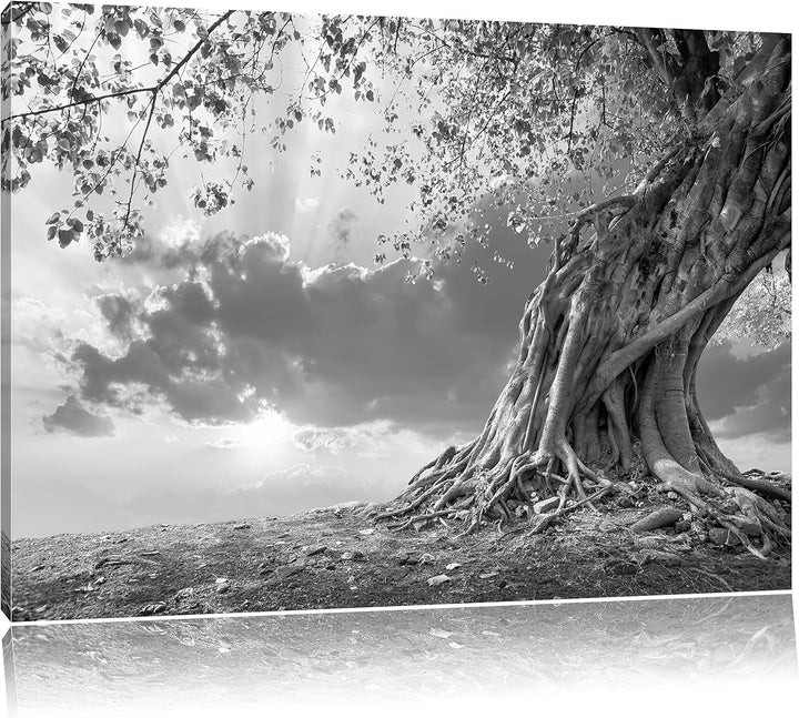 Pixxprint Verwurzelter starker Baum im Sonnenuntergang Kunst B&W, Format: 100x70 auf Leinwand, 100x7