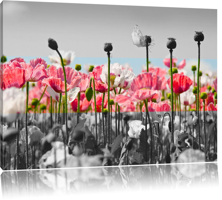 Blumenwiese Mohnblumen schwarz/weiss Format: 100x70 auf Leinwand, XXL riesige Bilder fertig gerahmt