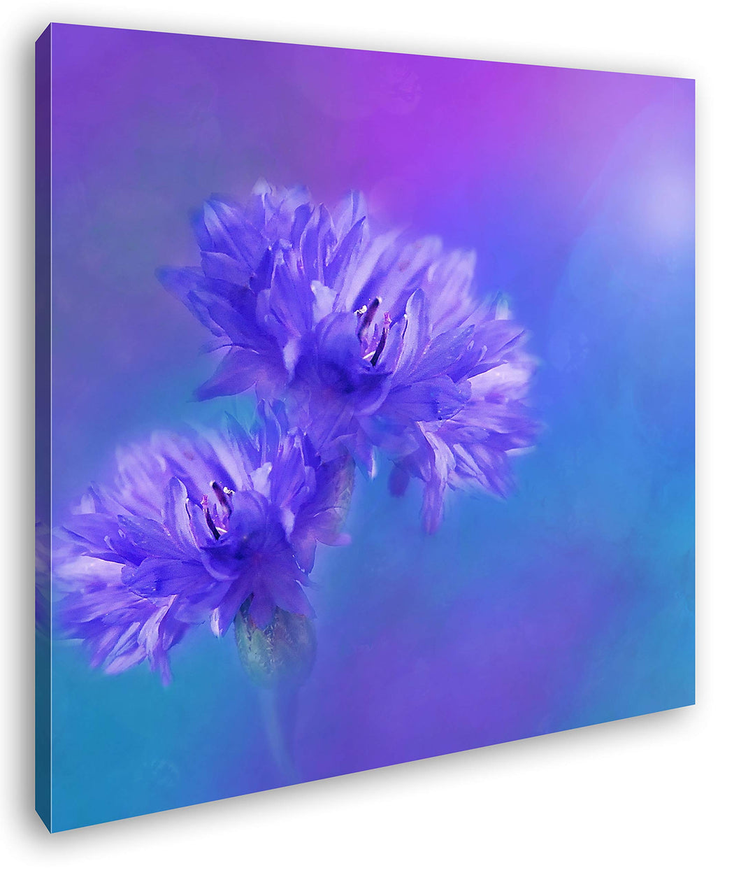 deyoli Zwei Violette Kornblumen Format: 70x70 als Leinwand, Motiv fertig gerahmt auf Echtholzrahmen,