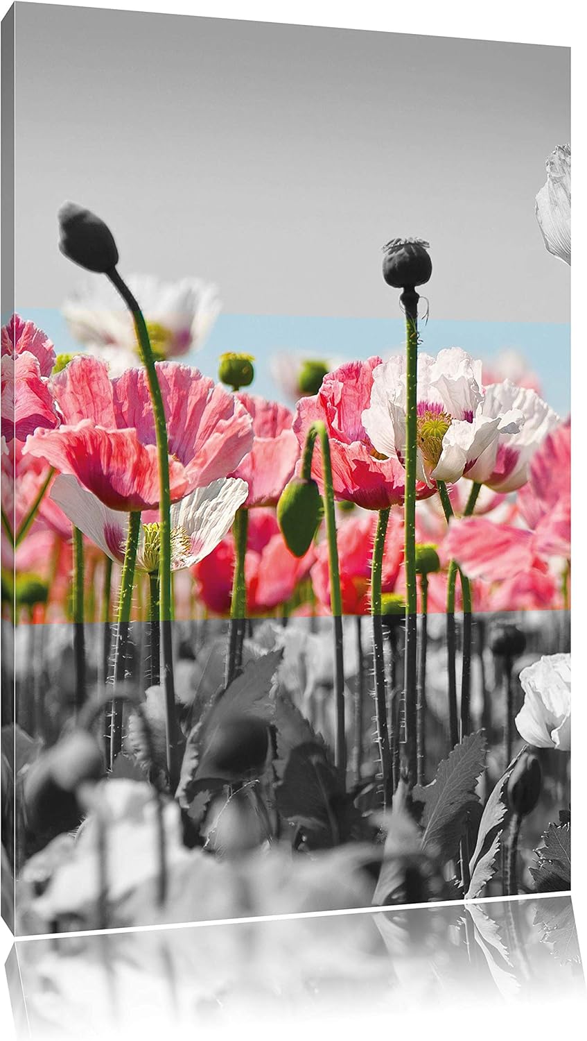 Pixxprint Blumenwiese Mohnblumen schwarz/weiss, Format: 70x100 auf hochkantiges Leinwand, 70x100