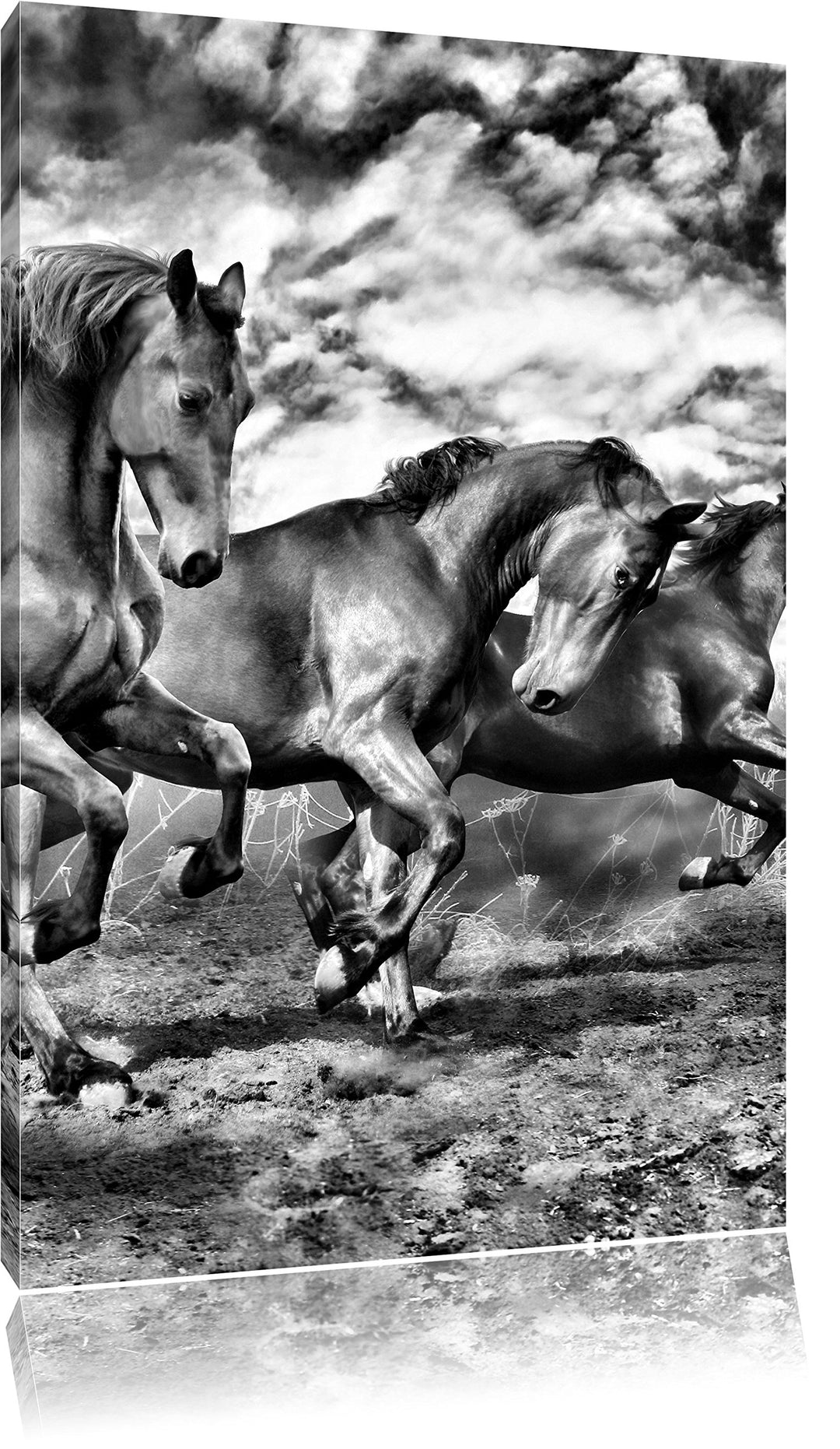 Monocrome, Wildpferde , Format: 100x70 auf Leinwand, XXL riesige Bilder fertig gerahmt mit Keilrahme