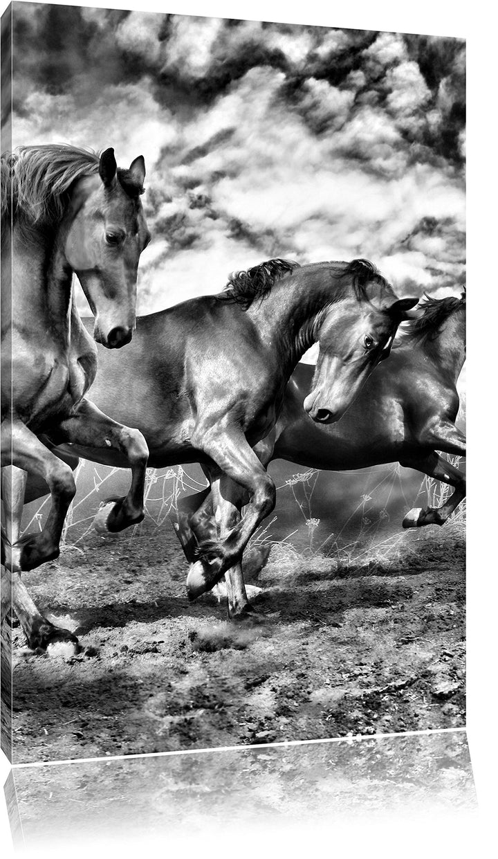 Monocrome, Wildpferde , Format: 100x70 auf Leinwand, XXL riesige Bilder fertig gerahmt mit Keilrahme