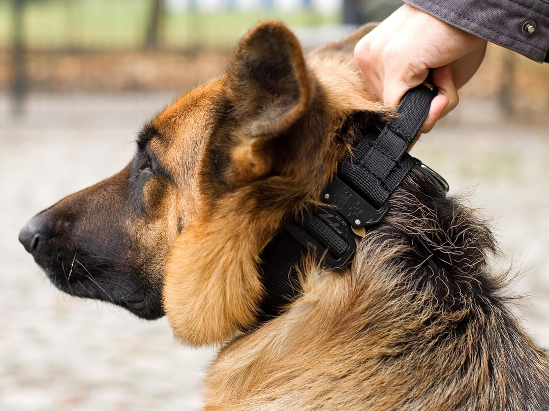 Dingo Gear Hundehalsband mit Cobra Schnalle und Griff, Farbe Schwarz, Band Breite 4 cm Länge 49-59 c