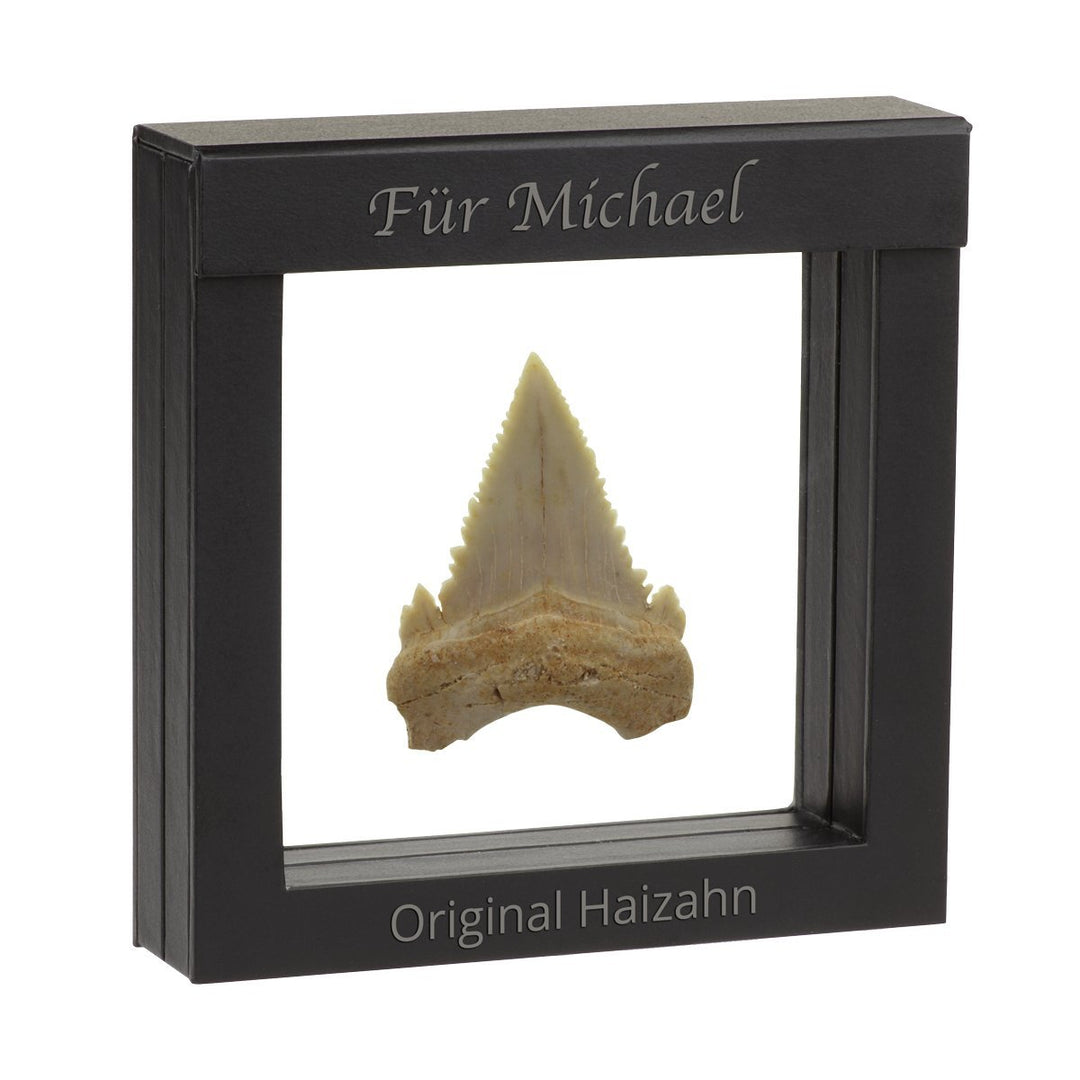 Original Fossiler Hai-Zahn mit Personalisierung - Tolle Geschenkidee aus der Urzeit mit persönlicher