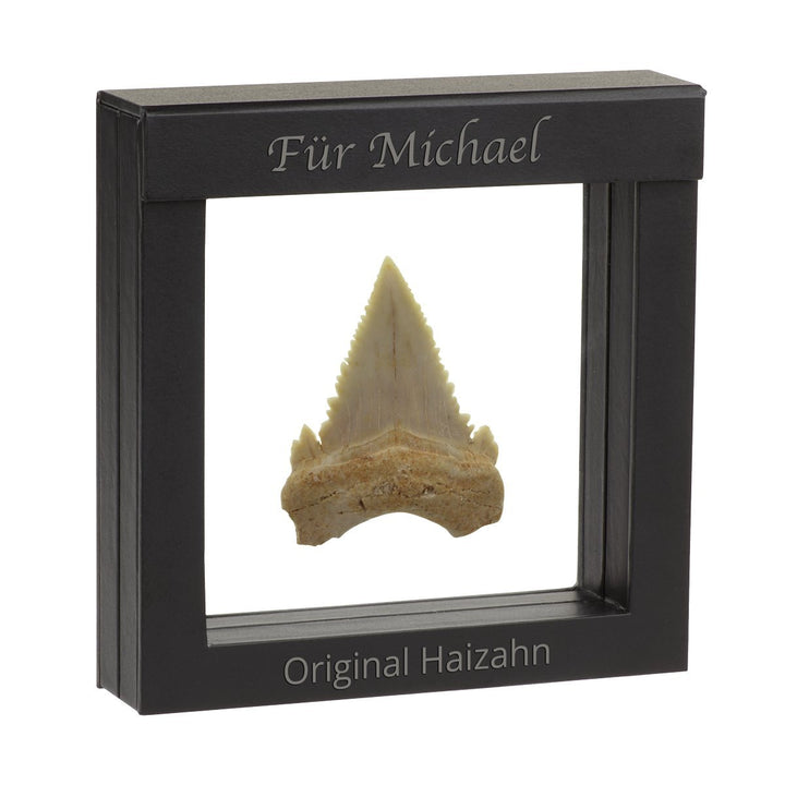 Original Fossiler Hai-Zahn mit Personalisierung - Tolle Geschenkidee aus der Urzeit mit persönlicher