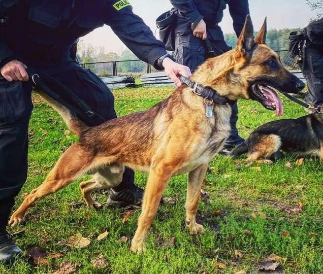 Dingo Gear Hundehalsband Heros aus Leder Grosse 40-52 cm handgefertigt, starker Griff, verstellbar,S