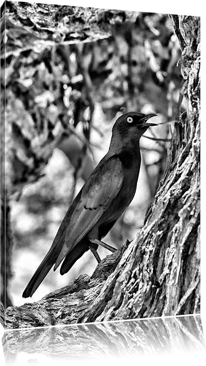 Pixxprint Purpurglanzstar auf Baum / 100x70cm Leinwandbild bespannt auf Holzrahmen/Wandbild Kunstdru