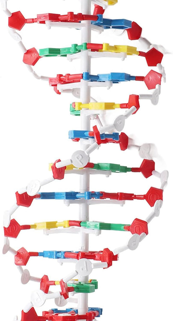 DNA-Strukturmodell, Plastisches Pädagogisches DNA-Doppelhelix-Modell, Lehrmittel für den Biologieunt