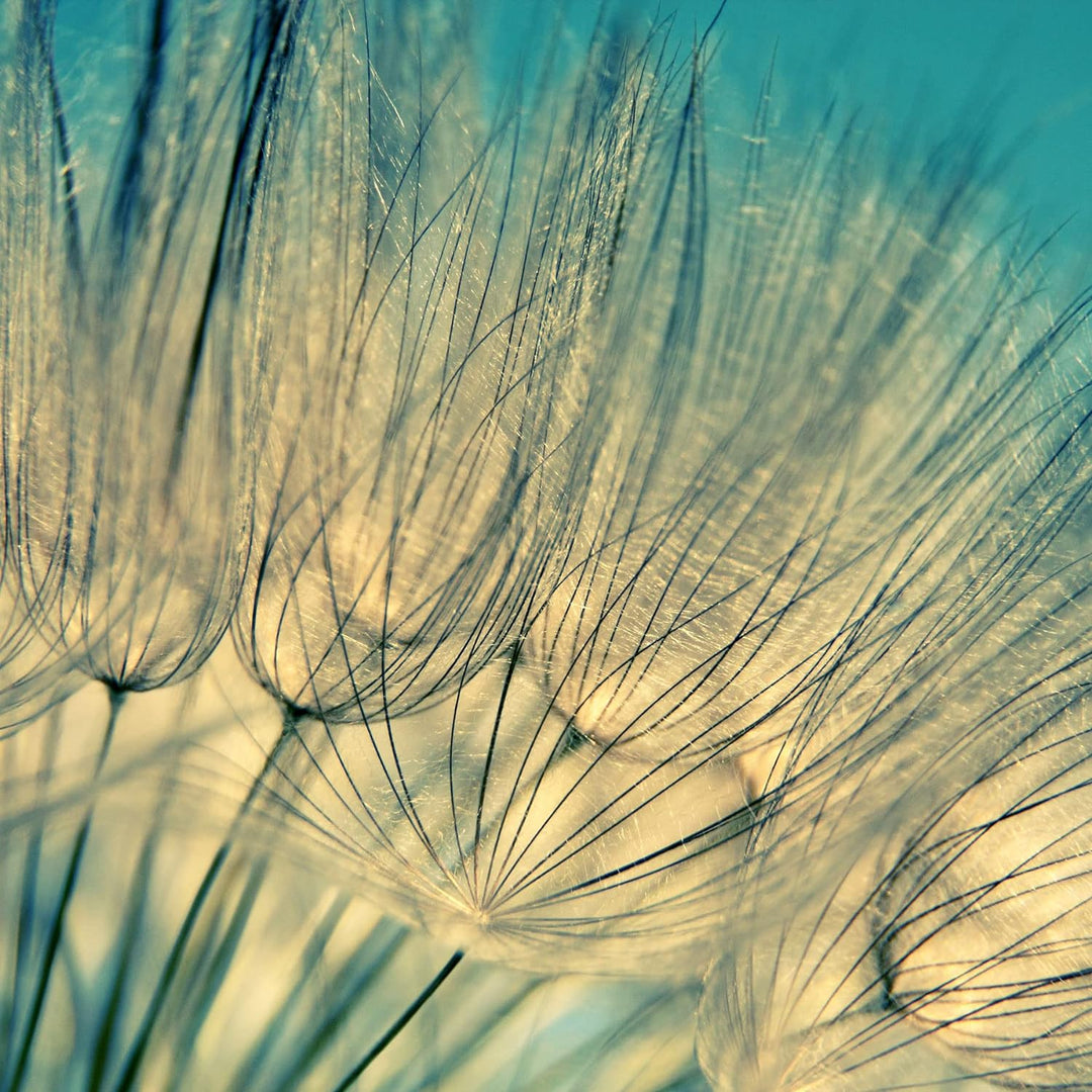 Pixxprint Glasbild | Wandbild auf Echtglas | Pusteblumen | 50x50 cm | inkl. Aufhängung und Abstandsh