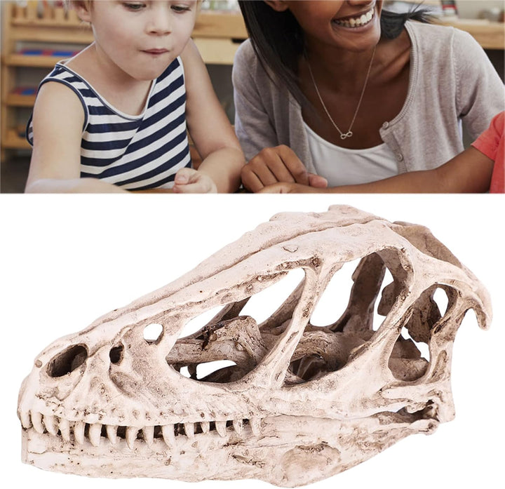 BRRNOO Dinosaurier-Knochen, Dinosaurier-Fossilien, Dinosaurier-Skelette, Modell, Simuliertes Tierske