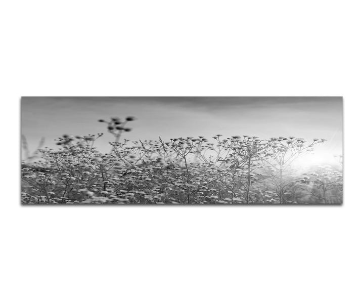 Paul Sinus Art Leinwandfoto als Panorama SCHWARZ/Weiss 150x50cm Blumenwiese Herbst Sonnenstrahlen