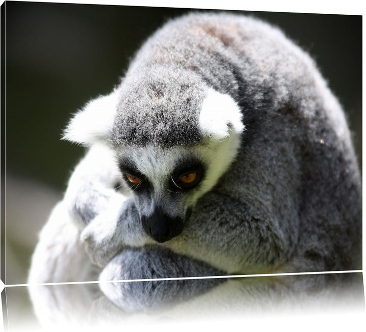 Pixxprint sitzender Katta auf Leinwand, XXL riesige Bilder fertig gerahmt mit Keilrahmen, Kunstdruck