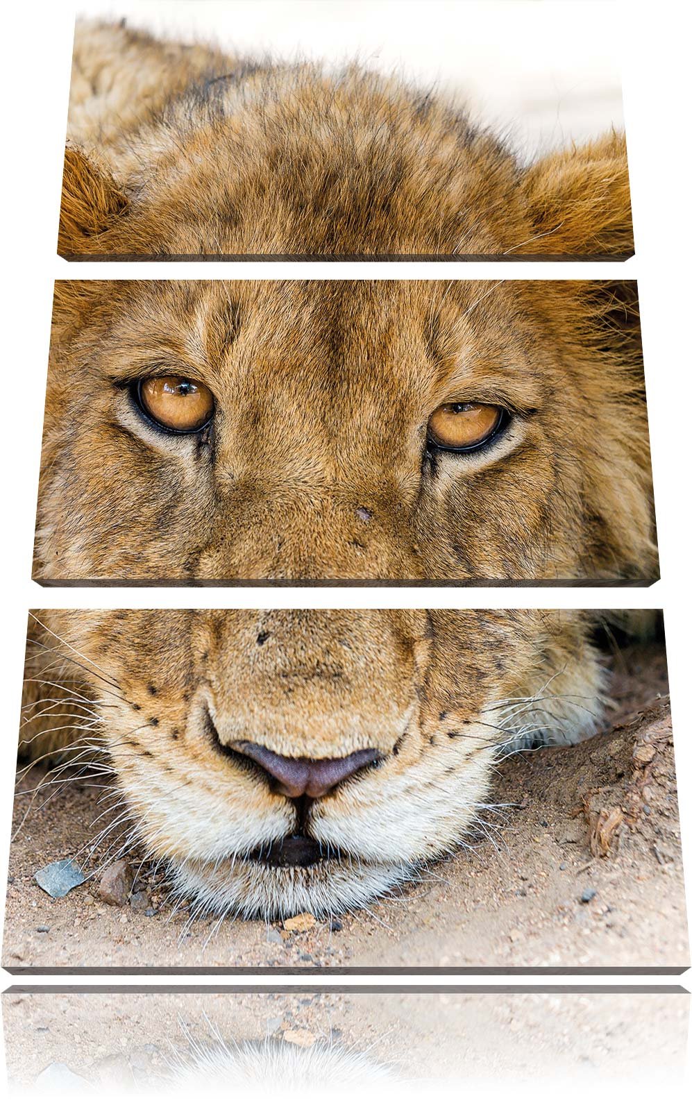 Pixxprint wachsame Löwin 3-Teiler Leinwandbild 120x80 Bild auf Leinwand