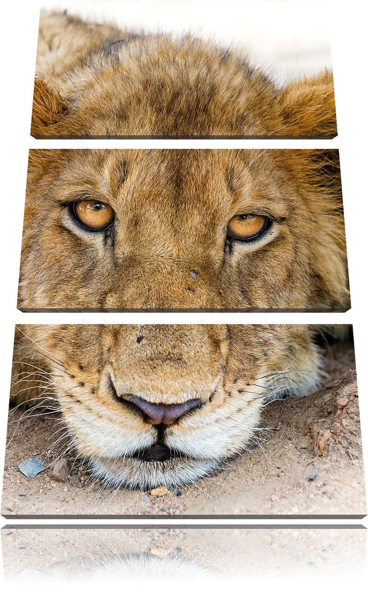 Pixxprint wachsame Löwin 3-Teiler Leinwandbild 120x80 Bild auf Leinwand