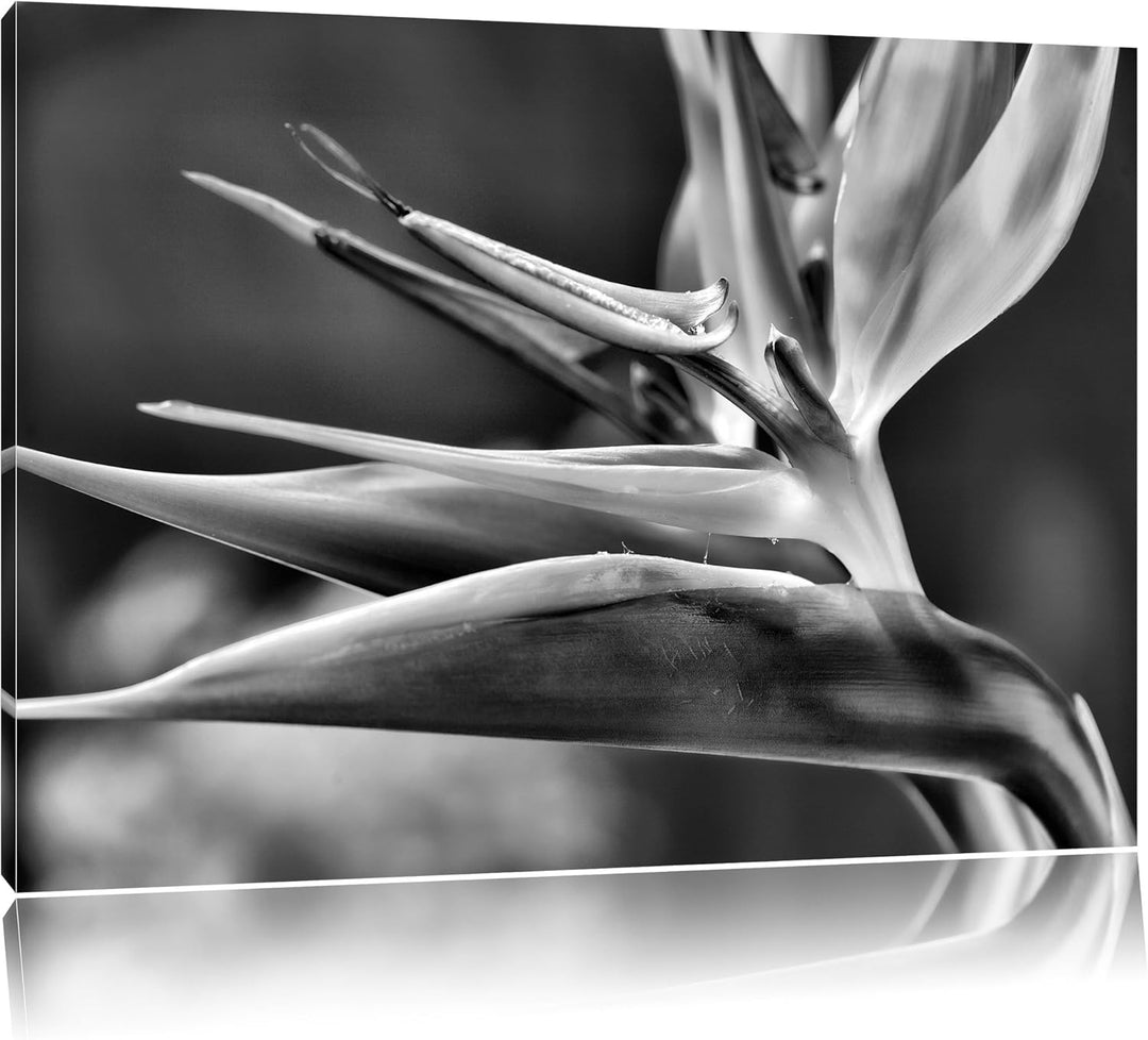 Pixxprint Tropische Blume / 100x70cm Leinwandbild bespannt auf Holzrahmen/Wandbild Kunstdruck Dekora