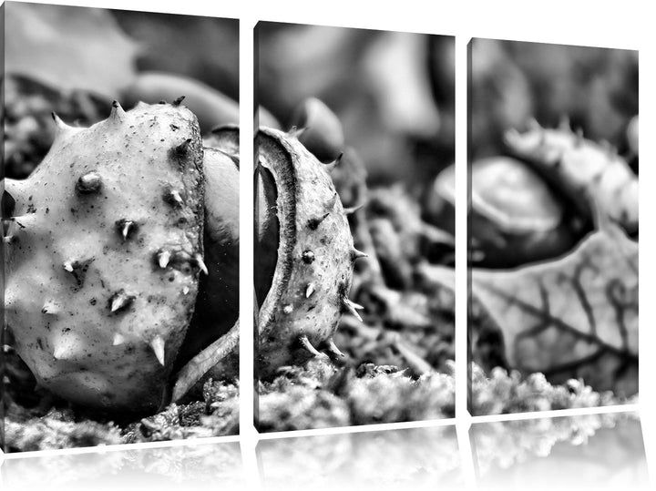 Pixxprint Monocrome, Erste Kastanie öffnet Sich 3-Teiler Leinwandbild 120x80 Bild auf Leinwand