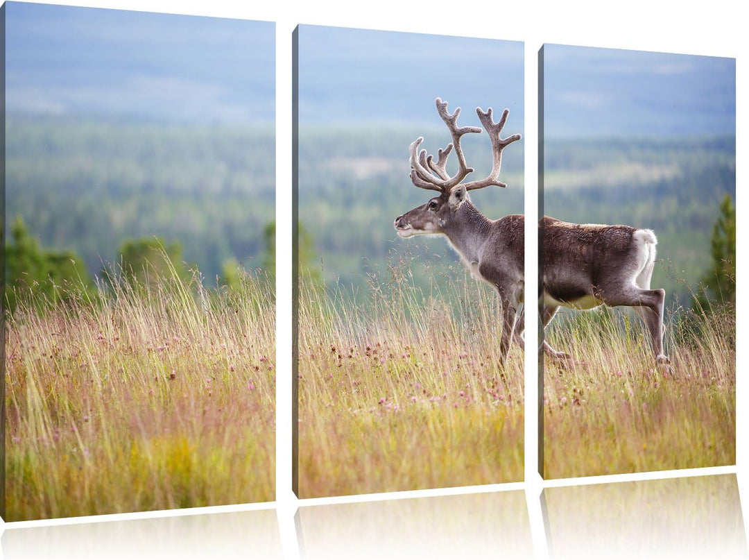 Pixxprint Rentier in Norwegen als Leinwandbild | Grösse: 3 Teilig (120x80) | Wandbild| Kunstdruck |
