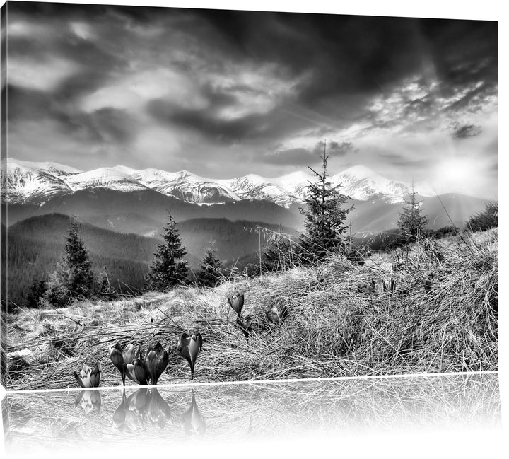 Pixxprint Monocrome, Krokusse auf Hochalmwiese in Alpen, Format: 100x70 auf Leinwand, 100x70