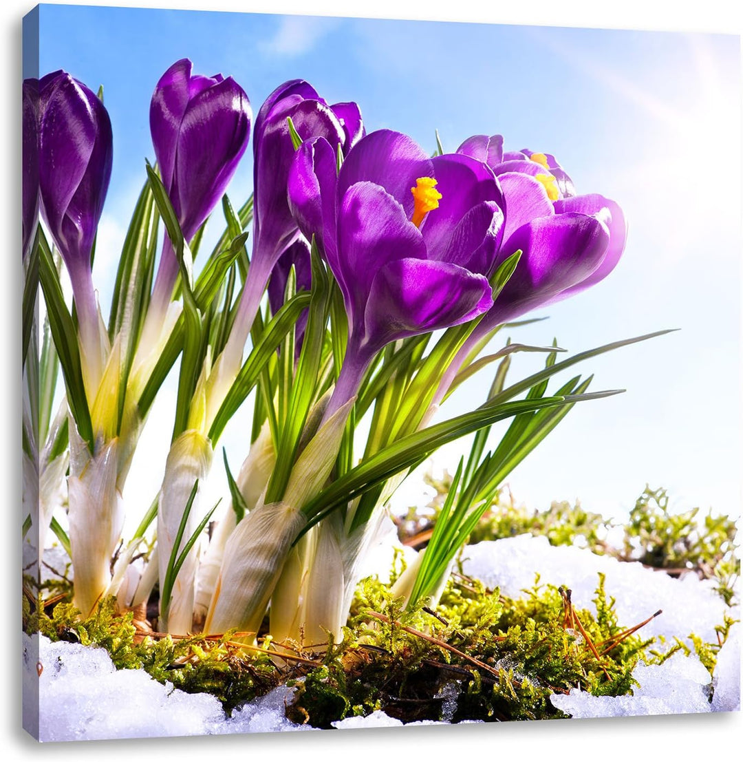 Pixxprint Kunst Frühling Flower Hintergrund als Leinwandbild | Grösse: 70x70 cm | Wandbild | Kunstdr