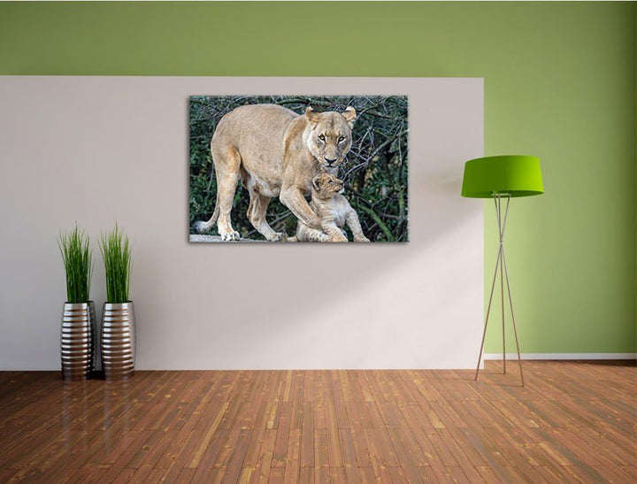 Pixxprint Löwin spielt mit Jungtier auf Leinwand, XXL riesige Bilder fertig gerahmt mit Keilrahmen,