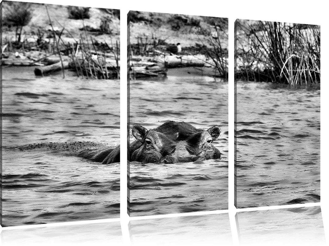 Pixxprint Monocrome, schwimmendes Flusspferd 3-Teiler Leinwandbild 120x80 Bild auf Leinwand
