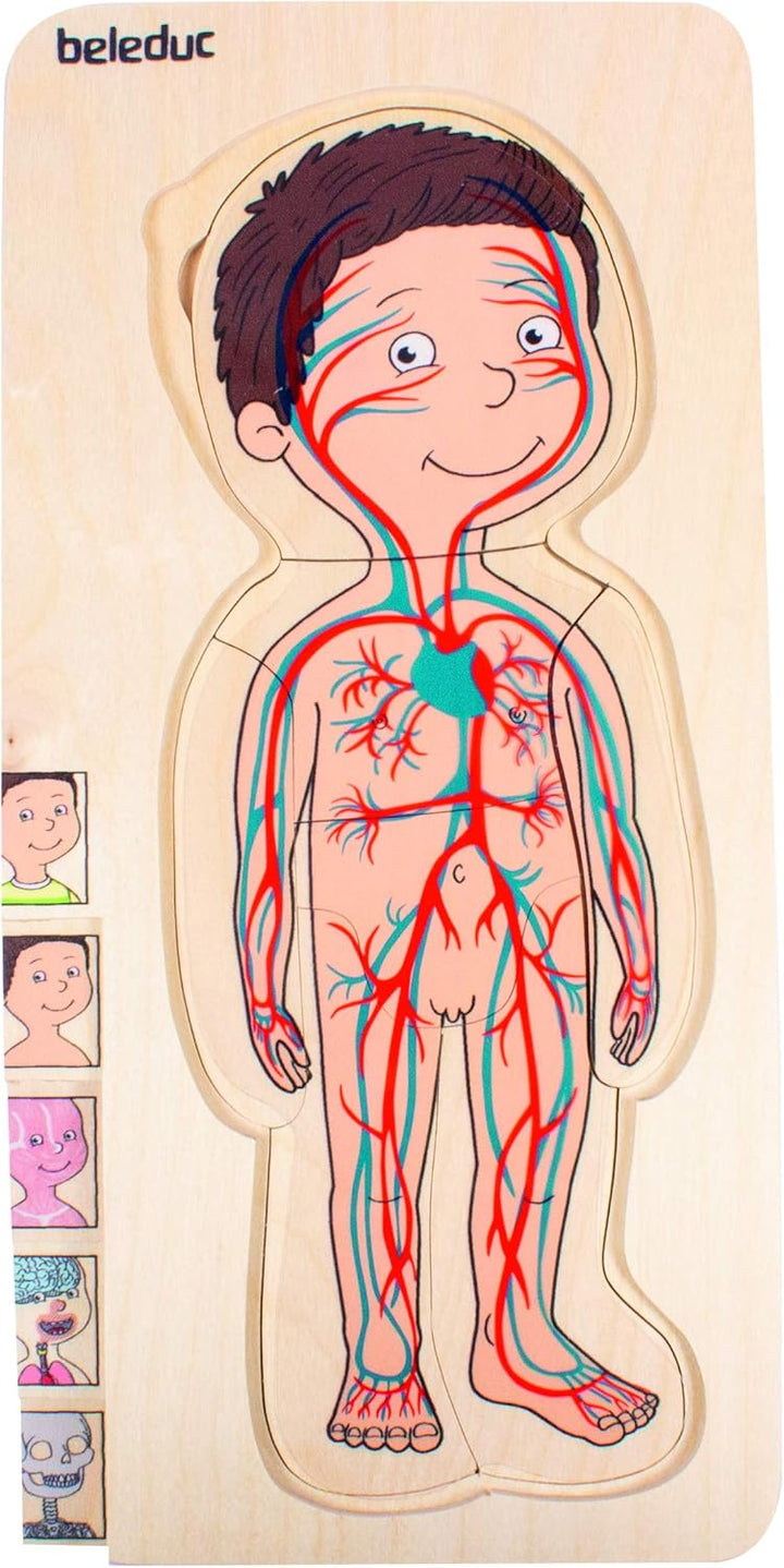 Beleduc Lagen-Puzzle "Dein Körper" Junge aus Holz, Anatomie Lernpuzzle für Kinder, ab 4 Jahren, Lage