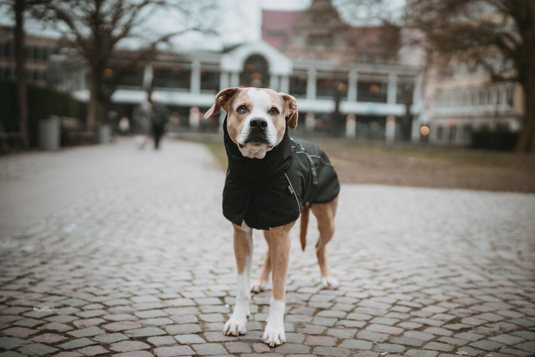 HUNTER Hundemantel NORDBY, Farbe: schwarz, wasserabweisend, warm gefüttert, reflektierend, ideal für
