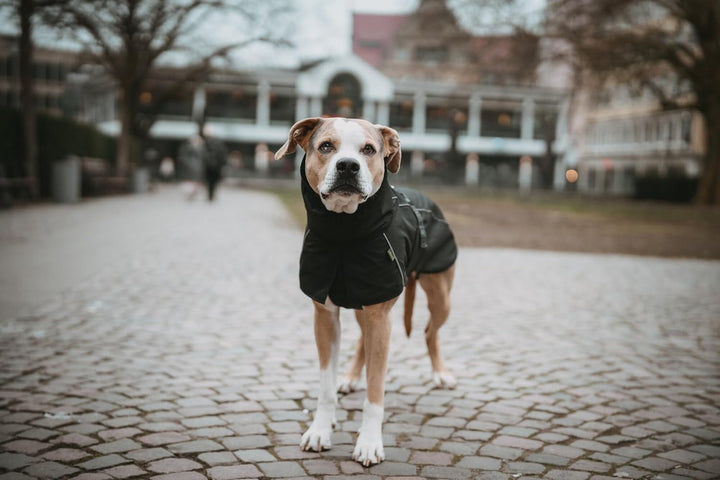 HUNTER Hundemantel NORDBY, Farbe: schwarz, wasserabweisend, warm gefüttert, reflektierend, ideal für