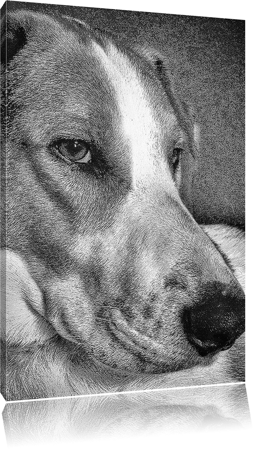 Pixxprint Jack Russel Terrier ruht Sich aus als Leinwandbild/Grösse: 100x70 cm/Wandbild/Kunstdruck/f