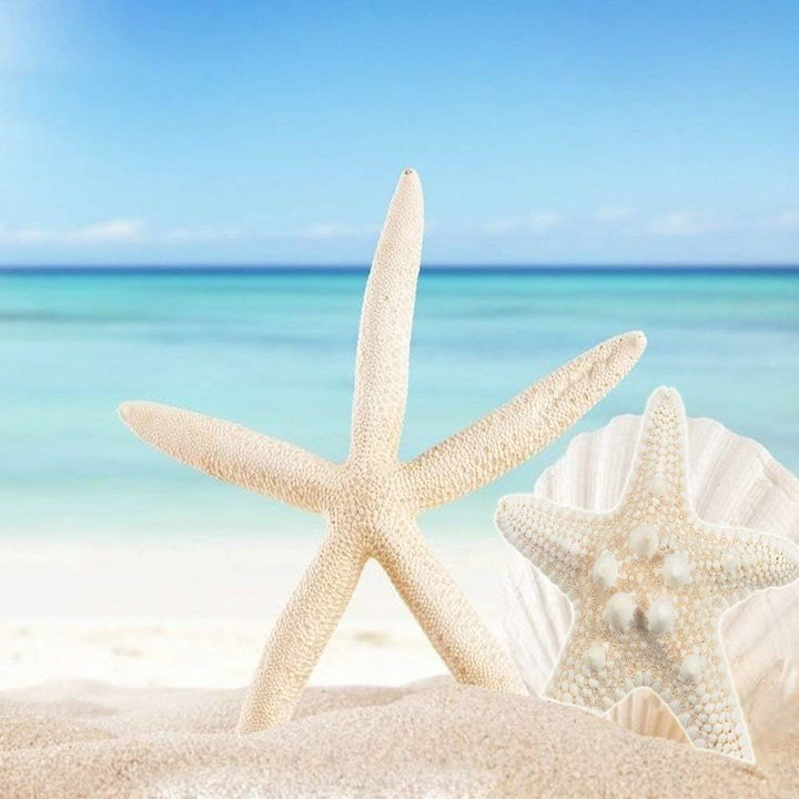 Seestern, gemischte Seestern, natürliche, Bunte Muscheln, perfekt für Hochzeit, Strand, Motto-Party,