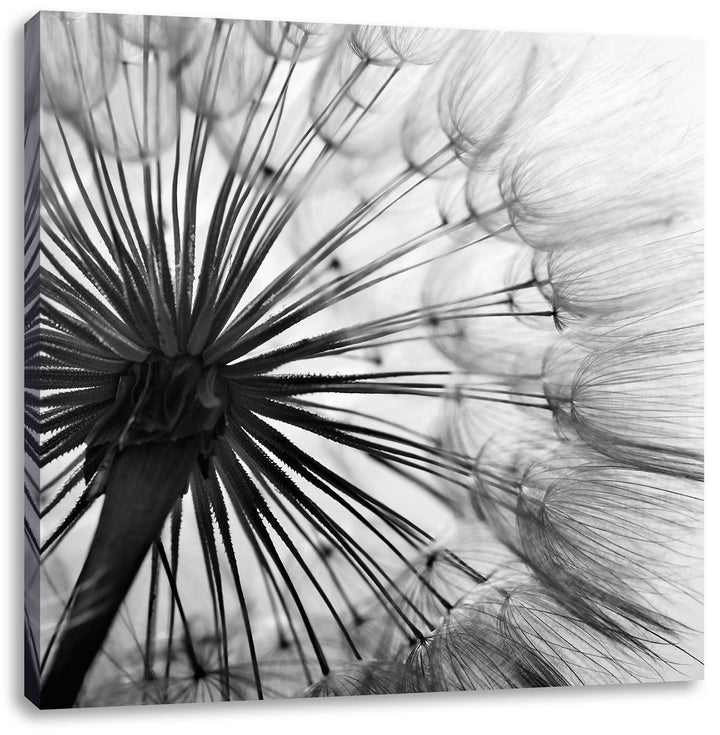 Pixxprint Schöne Pusteblume Schwarz/Weiss, Format: 70x70 auf Leinwand, 70x70