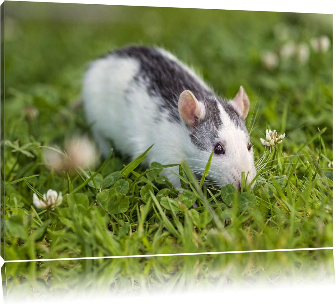 Pixxprint kleine Maus auf Blumenwiese auf Leinwand, XXL riesige Bilder fertig gerahmt mit Keilrahmen