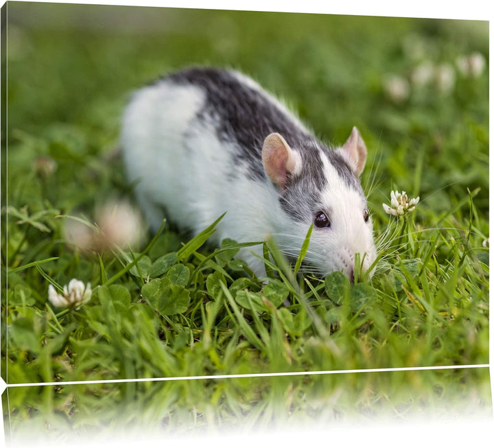 Pixxprint kleine Maus auf Blumenwiese auf Leinwand, XXL riesige Bilder fertig gerahmt mit Keilrahmen