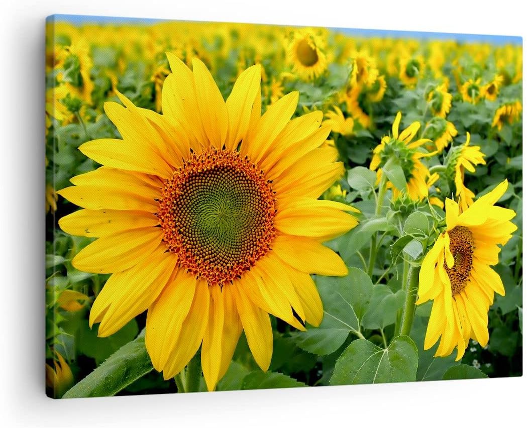 Bilder auf Leinwand Wolken Sonnenblumen Plantagen Leinwandbild 70x50cm Wandbilder Dekoration Wohnzim