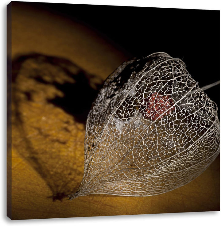 Schatten einer Physalis, Format: 70x70 auf Leinwand, XXL riesige Bilder fertig gerahmt mit Keilrahme