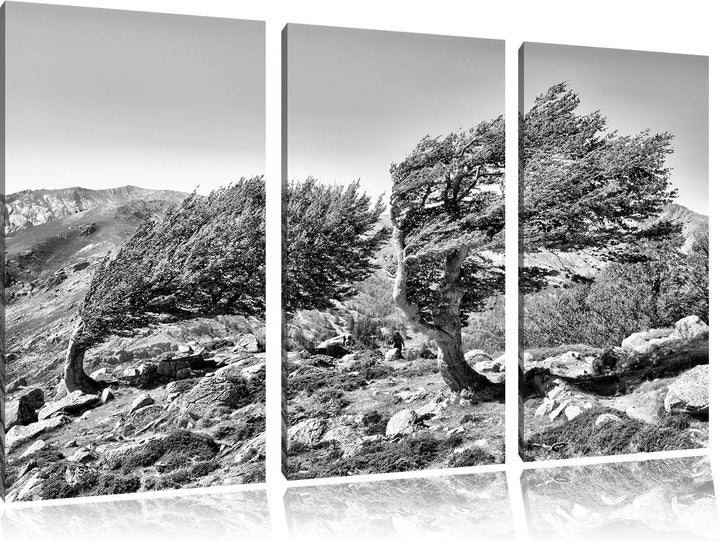 Pixxprint Schiefer Baum / 3-Teilig/Gesamtmass 120cm Leinwandbild bespannt auf Holzrahmen/Wandbild Ku