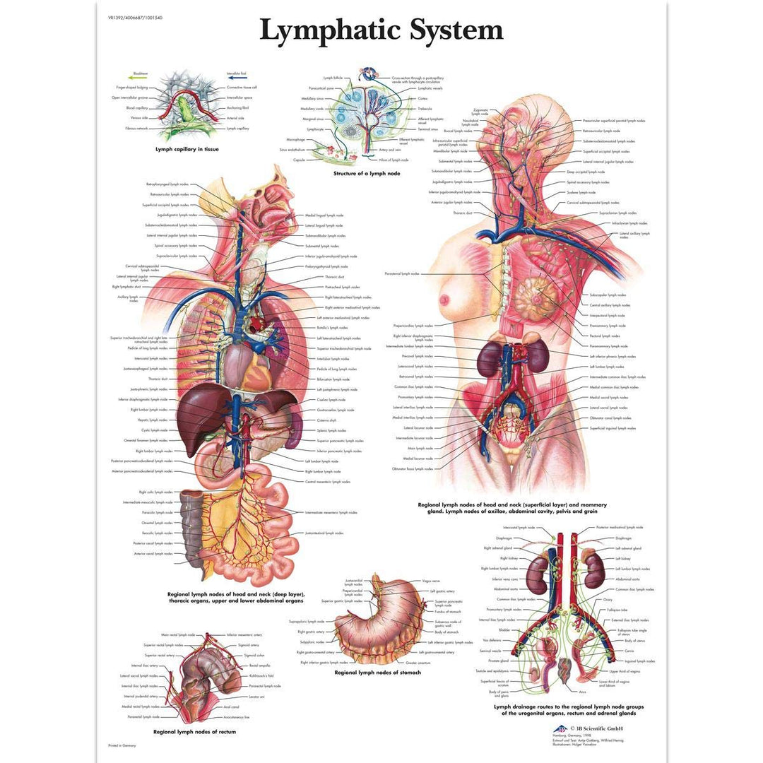 3B Scientific Human Anatomy Lymphsystem Diagramm Papierversion (in englischer Sprache), Papier
