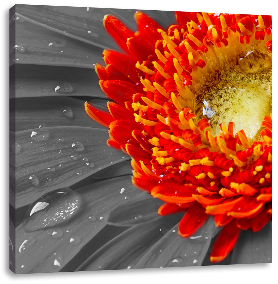 Pixxprint Gerbera mit Wassertropfen als Leinwandbild Quadratisch/Grösse: 70x70 / Wandbild/Kunstdruck
