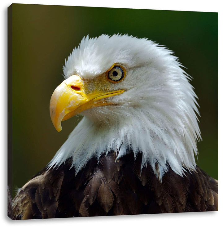Mächtiger Weisskopfseeadler, Format: 70x70 auf Leinwand, XXL riesige Bilder fertig gerahmt mit Keilr
