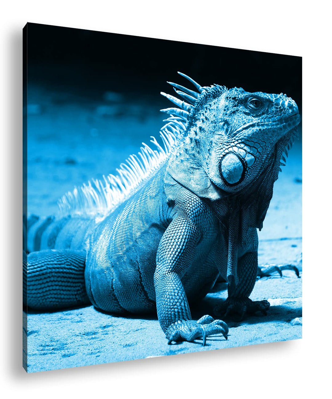 deyoli edler grüner Leguan Format: 60x60 Effekt: Monocrome Blau als Leinwand, Motiv fertig gerahmt a