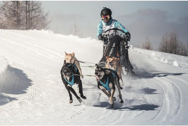 Inlandsis Canicross Wettkampfgeschirr Blizzard Beast XXL rot, XXL rot